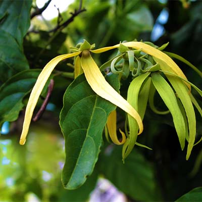 Huile essentielle d???ylang-ylang